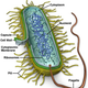 Image for article titled Breakthrough: The First Complete Computer Model of a Living Organism